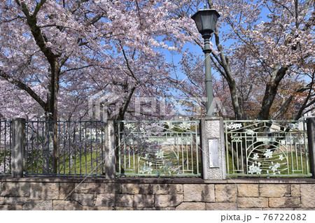 大津・琵琶湖第一疎水の桜 大津・琵琶湖第一疎水の桜 76722082