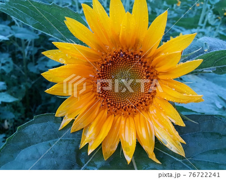 雨あがりのヒマワリ 76722241