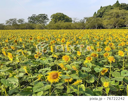 一面のヒマワリ畑 一面のヒマワリ畑 76722242