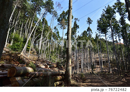 林業イメージ 林業イメージ 76722482