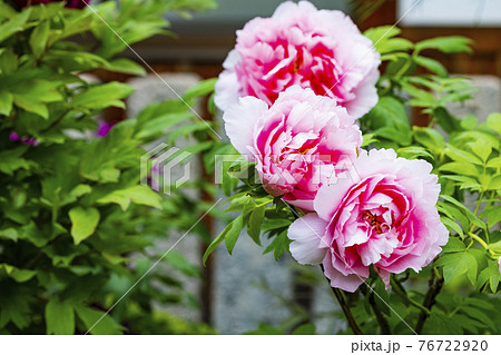 花の御寺石光寺に咲く満開のぼたん 花の御寺石光寺に咲く満開のぼたん 76722920