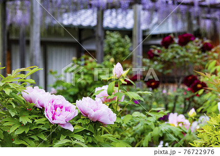 花の御寺石光寺に咲く満開のぼたん 76722976