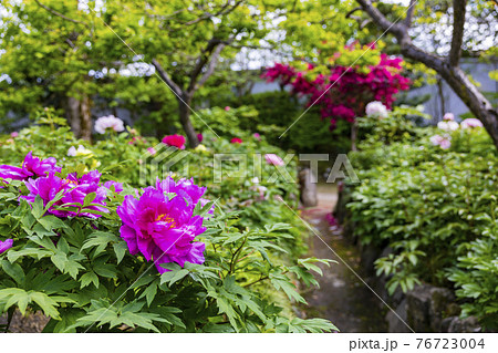 花の御寺石光寺に咲く満開のぼたん 76723004