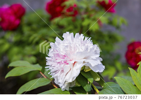 花の御寺石光寺に咲く満開のぼたん 花の御寺石光寺に咲く満開のぼたん 76723037