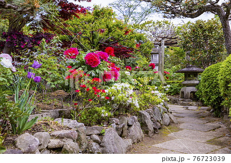 花の御寺石光寺に咲く満開のぼたん 花の御寺石光寺に咲く満開のぼたん 76723039
