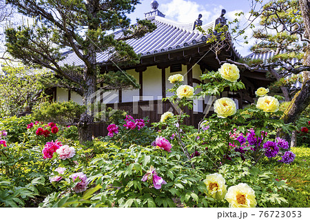 花の御寺石光寺に咲く満開のぼたん 76723053