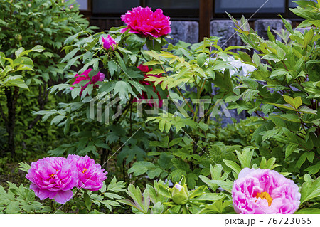 花の御寺石光寺に咲く満開のぼたん 76723065