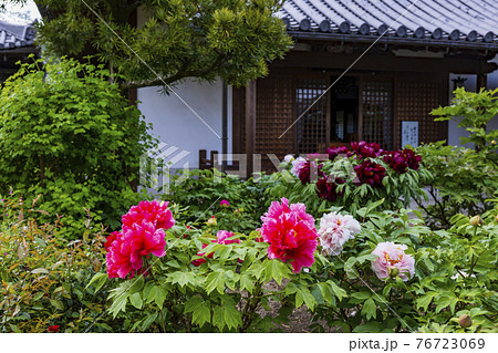 花の御寺石光寺に咲く満開のぼたん 花の御寺石光寺に咲く満開のぼたん 76723069