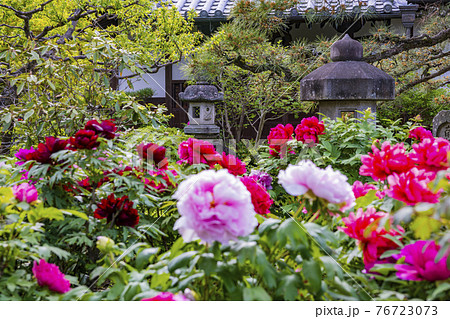 花の御寺石光寺に咲く満開のぼたん 76723073