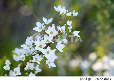 ユキヤナギの花 ユキヤナギの花 76723083