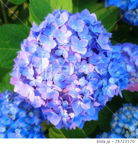 日向に咲く紫陽花の正方形の写真の写真素材