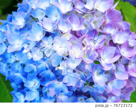 水色と薄紫色に色づく紫陽花の花びらの接写の写真素材