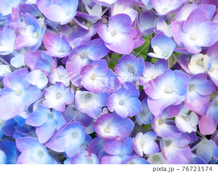 花びらが白から薄紫色に色づく紫陽花の接写の写真素材 花びらが白から薄紫色に色づく紫陽花の接写の写真素材