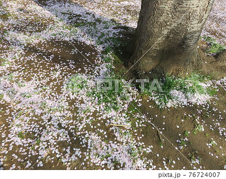 雪のように桜の花びらが積もった地面の写真素材