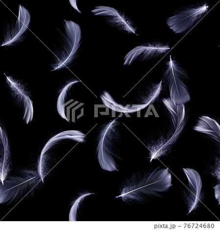 angel feather black and white