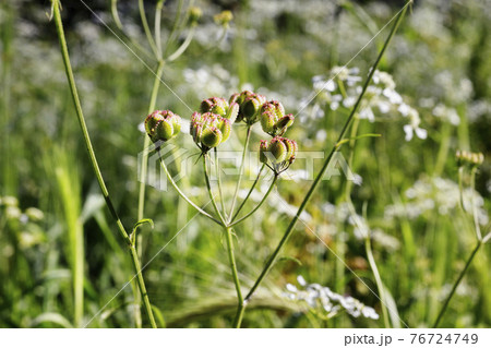 Seeds of tordylium apulum flower 76724749