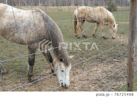 草を食む2頭の馬 草を食む2頭の馬 76725498