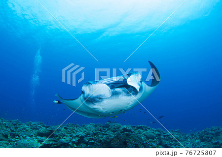 マンタ マンタ 76725807
