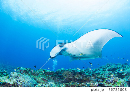 マンタ 76725808