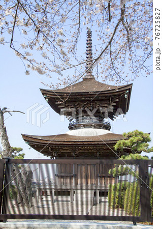 春の大樹寺 多宝塔外観 春の大樹寺 多宝塔外観 76725827