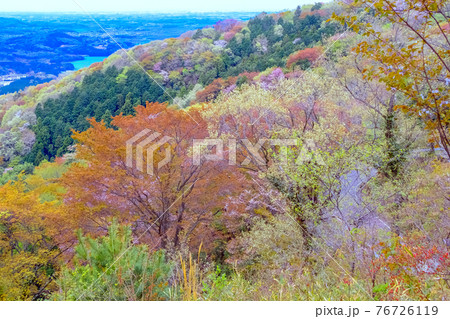 パチワークの山桜 パチワークの山桜 76726119