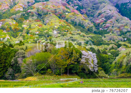 山笑う1 山笑う1 76726207