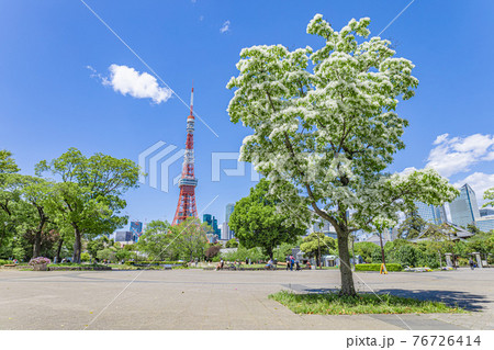 新緑　公園　自然　東京タワー 76726414