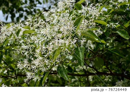 ヒトツバタゴの花 ナンジャモンジャの木の写真素材