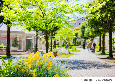 閑静な住宅街　春の花が咲く生活道路 76726689