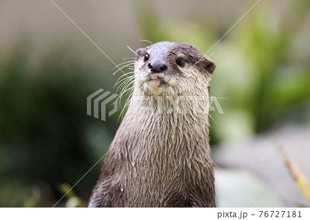コツメカワウソ コツメカワウソ 76727181