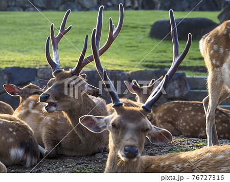 立派な鹿の角 2対 4本セット です！ 鹿の角 4本