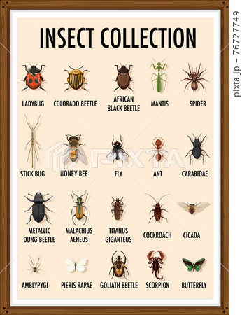 Set of insect collection in wooden frame 76727749