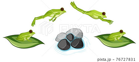 Movement of frog jumping on white background Movement of frog jumping on white background 76727831