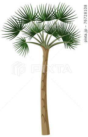 Single rainforest tree isolated on white background 76728108