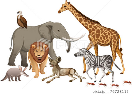 Group of wild african animal on white background Group of wild african animal on white background 76728115