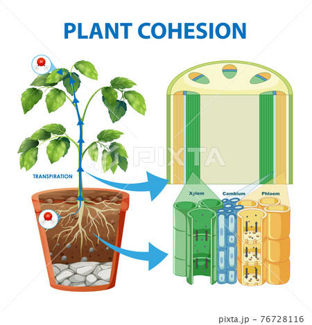 Diagram showing Plant Cohesion Diagram showing Plant Cohesion 76728116