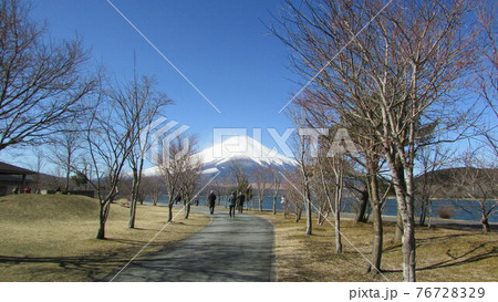 冠雪した富士山を正面に見た木立の並ぶ遊歩道 76728329