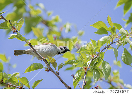 桜の枝でひと休みするすずめ 桜の枝でひと休みするすずめ 76728677