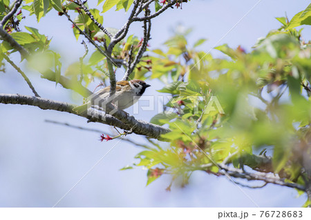 桜の枝でひと休みするすずめ 桜の枝でひと休みするすずめ 76728683