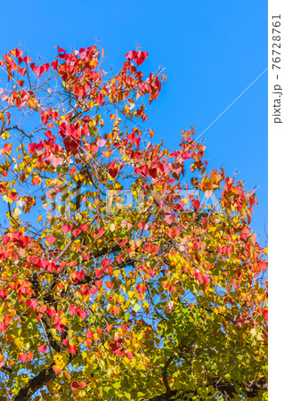 名城公園内の紅葉 愛知県名古屋市 名城公園内の紅葉 愛知県名古屋市 76728761