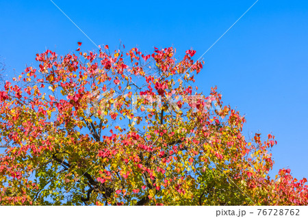 名城公園内の紅葉 愛知県名古屋市 名城公園内の紅葉 愛知県名古屋市 76728762