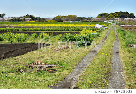 見沼田圃散歩:見沼たんぼ春の彩り 見沼田圃散歩:見沼たんぼ春の彩り 76728932