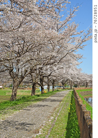 見沼田圃散歩:見沼代用水東縁 見沼田圃散歩:見沼代用水東縁 76728951