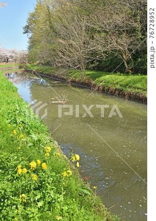 見沼田圃散歩:見沼代用水東縁 見沼田圃散歩:見沼代用水東縁 76728952