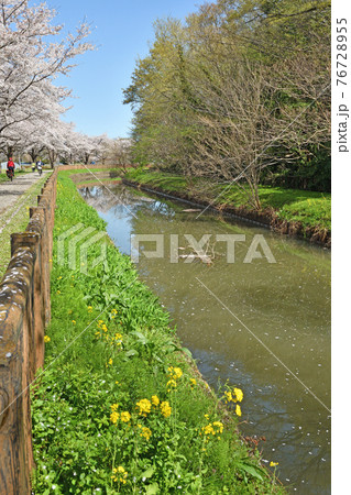 見沼田圃散歩：見沼代用水東縁 76728955