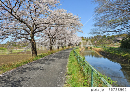 見沼田圃散歩：見沼代用水東縁 76728962