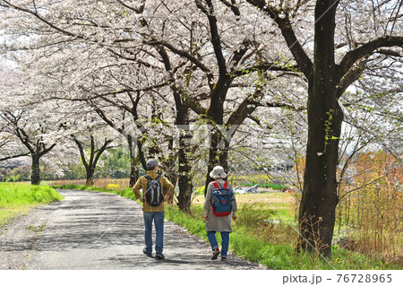 見沼田圃散歩:緑のヘルシーロード 桜回廊 見沼田圃散歩:緑のヘルシーロード 桜回廊 76728965
