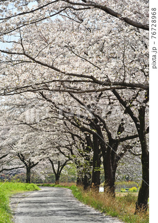 見沼田圃散歩：緑のヘルシーロード　桜回廊 76728968