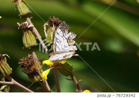 傷ついたイシガケチョウ (Okinawa) 76729342