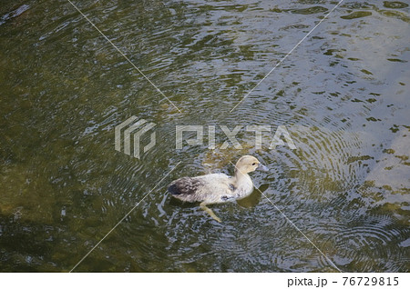 バリケンのヒナ (Okinawa) 76729815